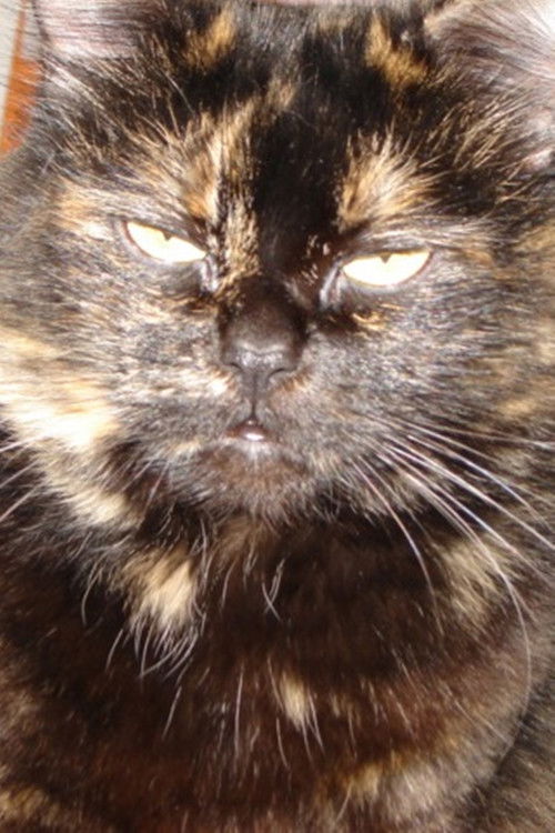 Gojira Cat as Gojira