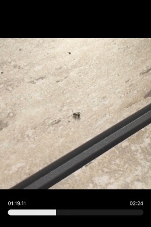 Random Ant as Ant bro