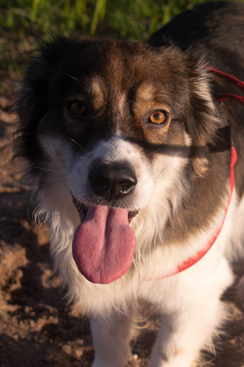 Beethoven Marcos as Self