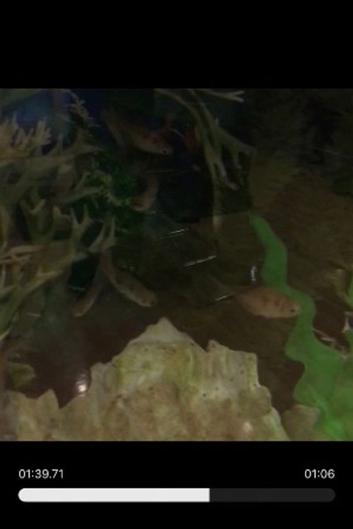 Random Fishies as Random Fishies