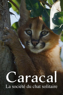 Caracal: The Lone Cat Society poster