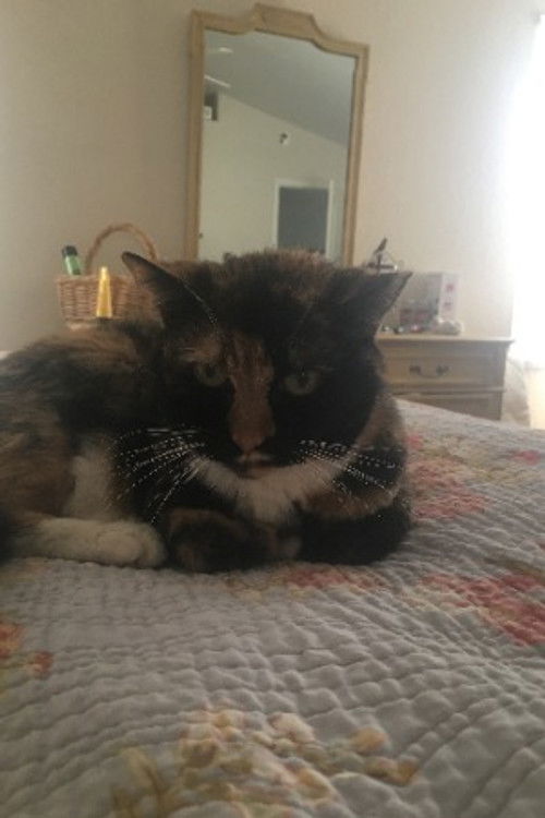 Stella the Cat as Stella the Cat