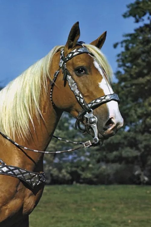 Trigger as Trigger - Roy's Horse