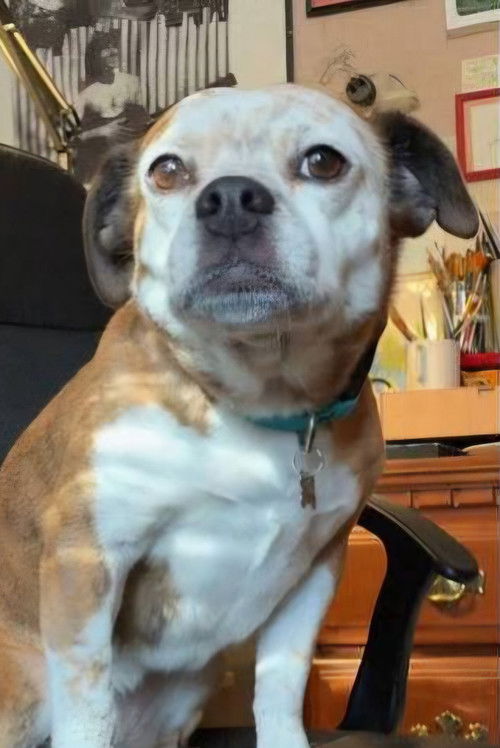 Dorothy the Dog as Sandy