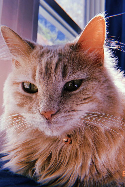 Belle Childers as Kitty #1