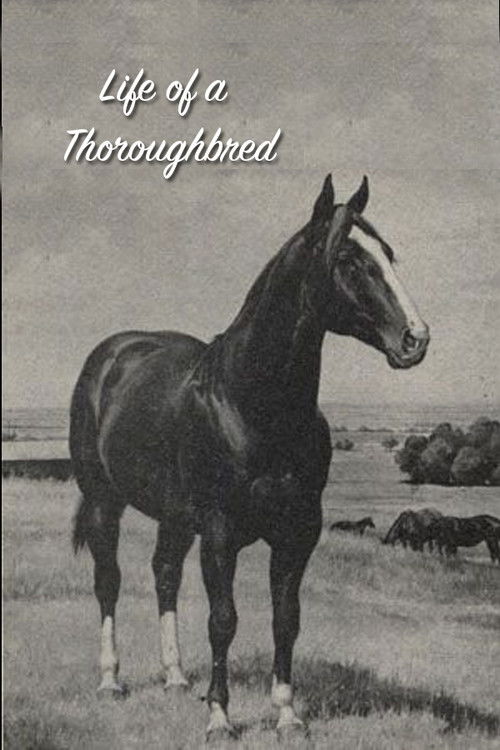 Life of a Thoroughbred poster
