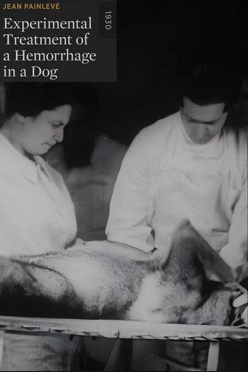 Experimental Treatment of a Hemorrhage in a Dog