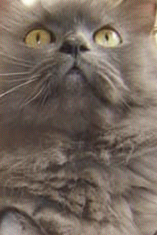 Monstro Cat as Monstro