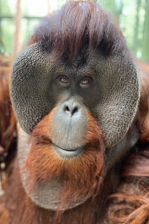 Sam the Orangutan as Dunston