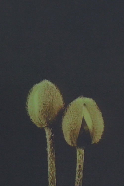 Linnaeus’ Flower Clock