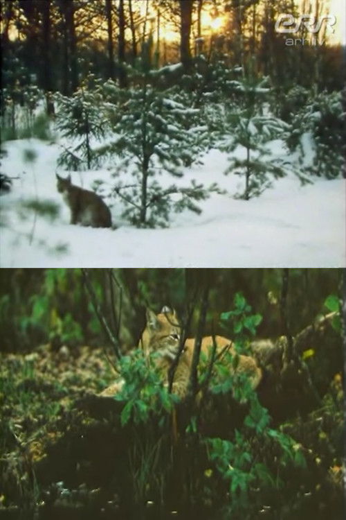 The Story of Ilves poster