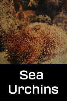 Sea Urchins poster
