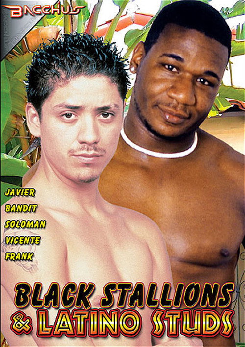Black Stallions & Latino Studs