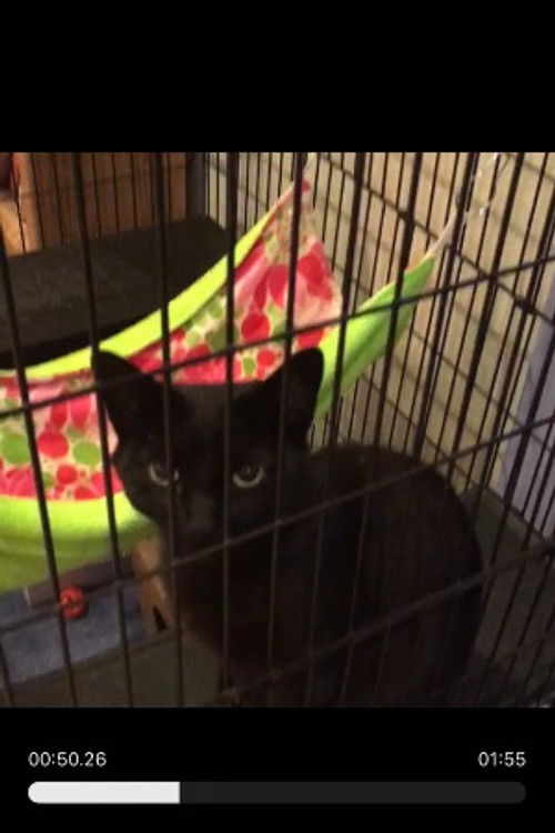 Random Black Cat as Jermaine