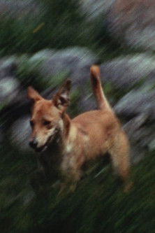 Beauty and the Beast poster