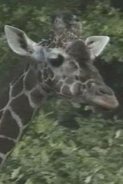 Luis Buñuel: The Spots of the Giraffe