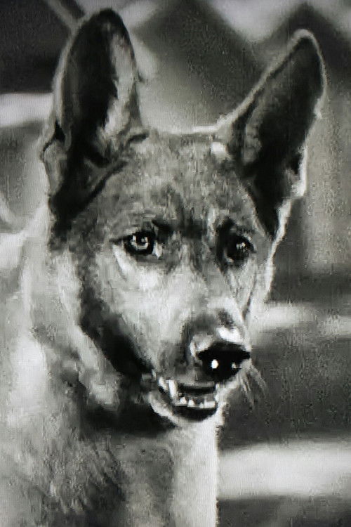 Grey Shadow as Gray Shadow