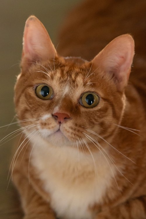 Geumdong-i as Meowmeow