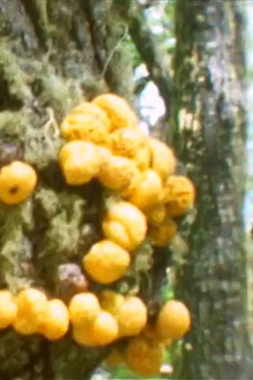 What Part of the Earth is Inhabited poster