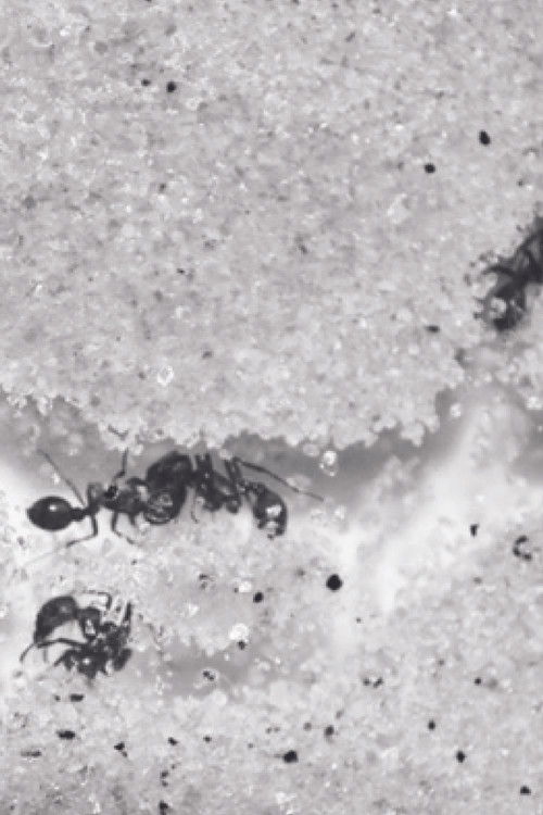 Who Shall Remain Nameless