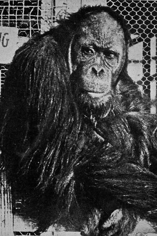 Joe Martin as Joe Martin - An Orang-outang