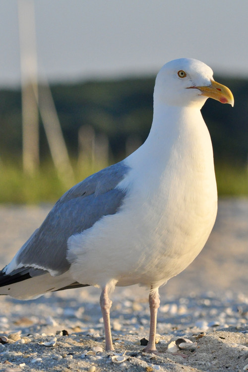 seagull as Seagull