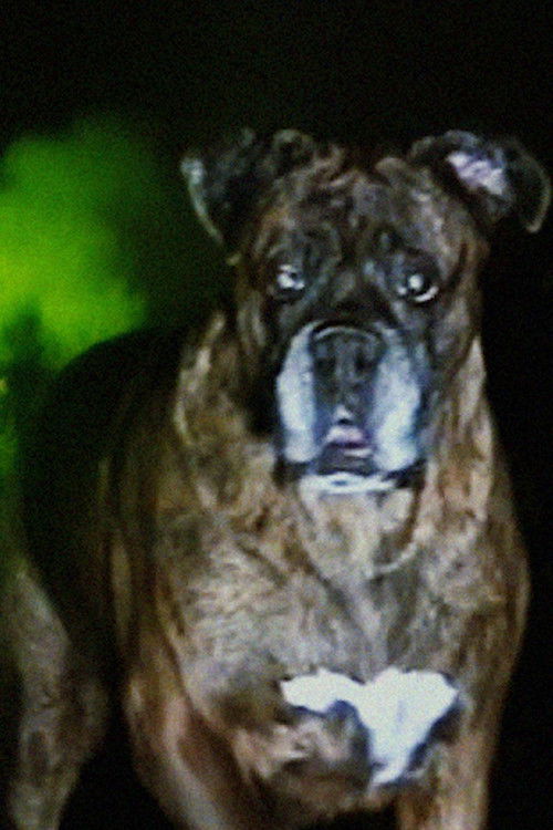 Brooklyn profile photo