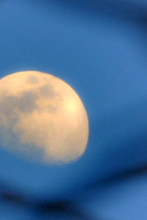 Moon Moss Wood Grain