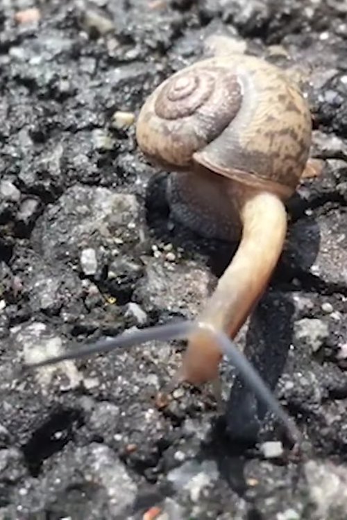 Snail as Self