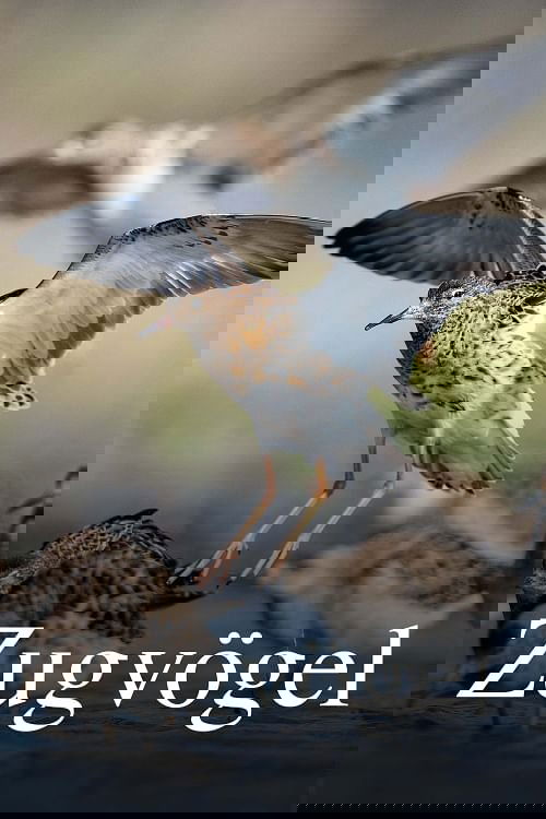 Zugvögel - Ein Jahr vergeht im Flug poster