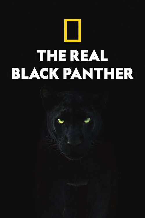 The Real Black Panther poster