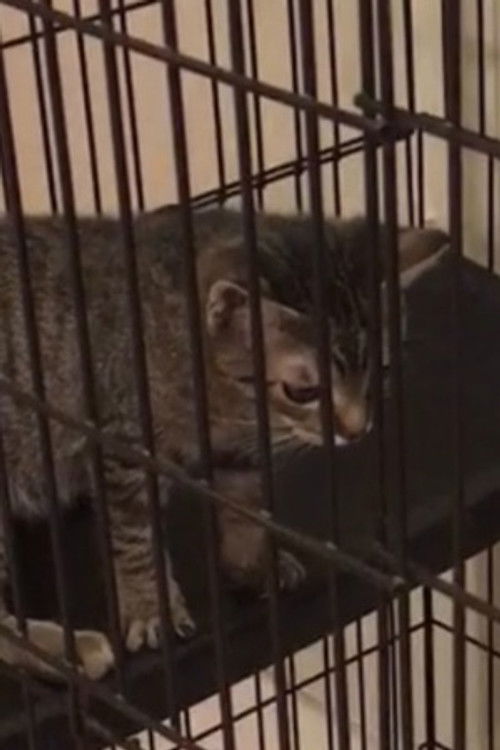 Random Twin Cat #1 as Lickie