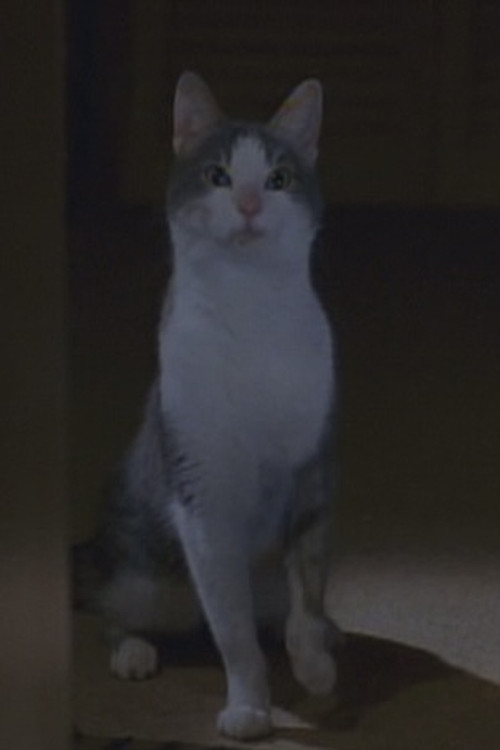 Bob the Cat profile photo