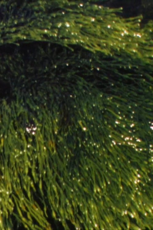 Playing With Water II + III