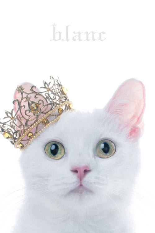 Aimer: Best Selection "blanc" (Limited Edition Bonus)