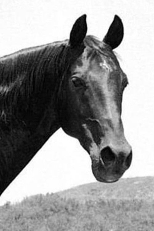 Highland Dale as Dan Patch, a Horse