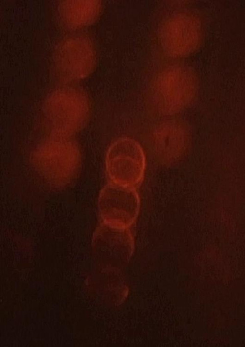 Object Studies poster