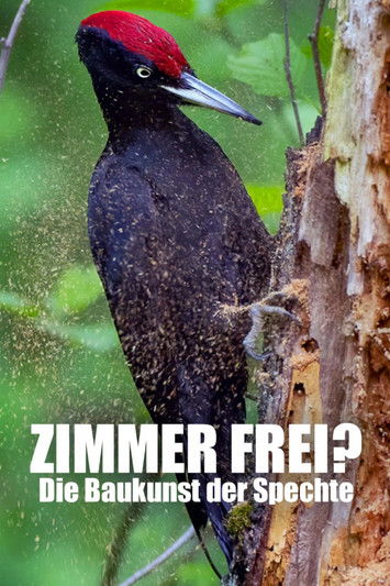 Knock knock – a Woodpeckers world