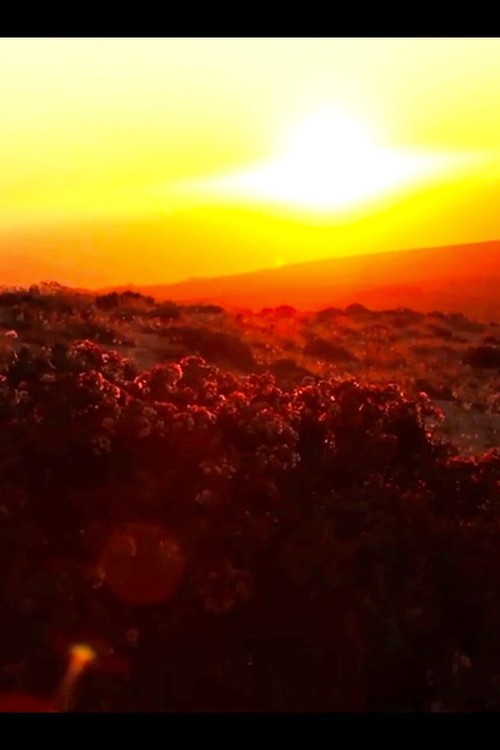 Todos tienen algo Desierto poster