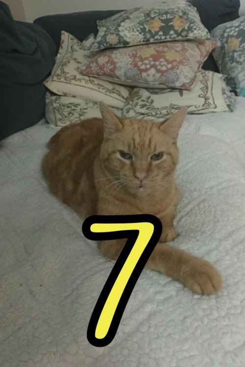 The Adventures of Murphy the Cat #7