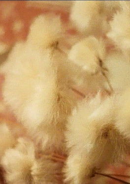 Halbmond für Margaret poster