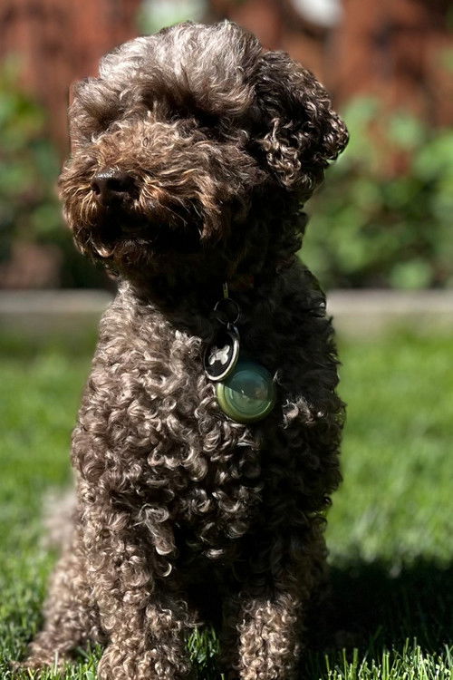 Andy Knight as Himself