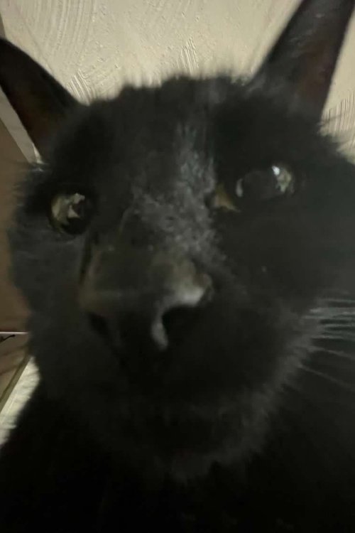 Bagherra The Cat as Bugherra