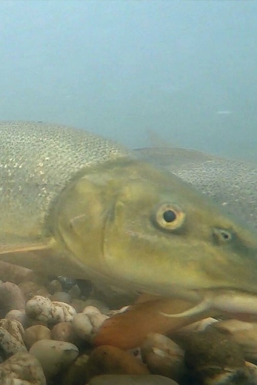 Flowing - My Dream of More Freedom poster