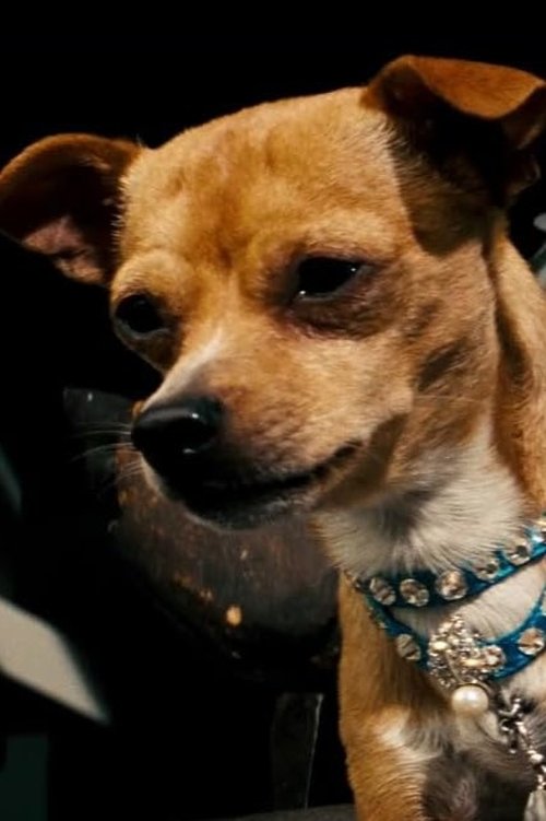 Chester the Chihuahua as Barking Dog (uncredited)