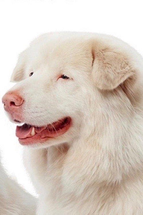 Hima as Hima / Old Gohan