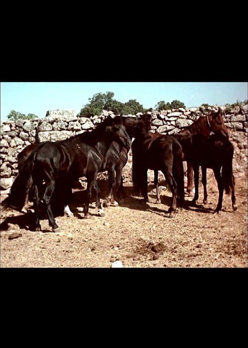 I cavallini della Giara