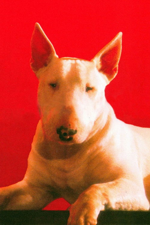 Chimbot as Baxter le chien