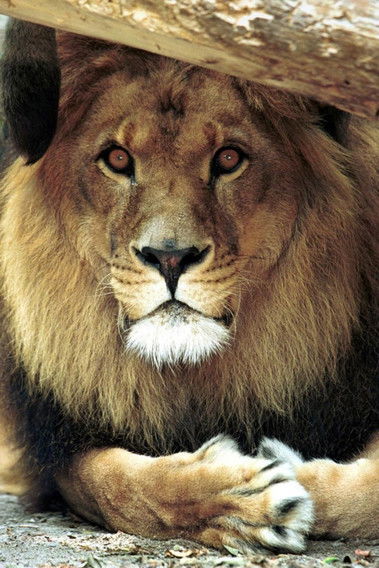 Bongo the Lion as Circus Lion