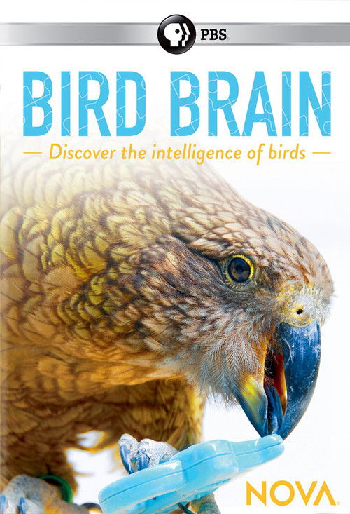 NOVA: Bird Brain